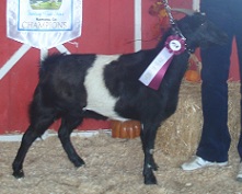 AVR Coffee Crunch Cookie